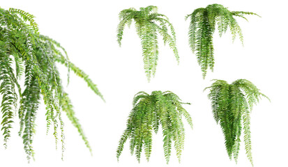 Set of Nephrolepis Biserrata plants, isolated on white background. 3D render. - obrazy, fototapety, plakaty