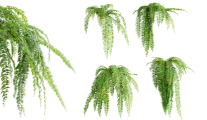 Set of Nephrolepis Biserrata plants, isolated on white background. 3D render.