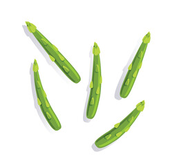 fresh green asparagus isolated vector illustration	
