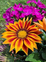 yellow and orange flowers