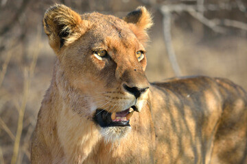 Lioness at Kruger National Park, South Africa