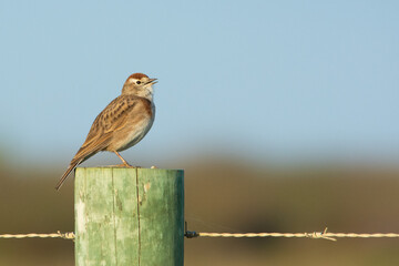 Red-capped Lark in the Overberg District, Western Cape, 