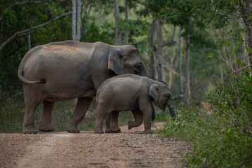 Fototapeta premium lives in the natural,forest of Thailand. Asian wild elephant in nature in national park thailand (elephant in habitat)