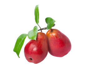 Two red pears with green leaves hang on branch isolated on white background.