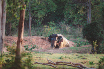 Fototapeta premium lives in the natural,forest of Thailand. Asian wild elephant in nature in national park thailand (elephant in habitat)