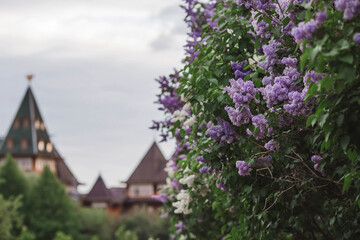 Beautiful, fluffy lilac on the background of the palace of Tsar Alexei Mikhailovich in Kolomenskoye. Russia, Moscow, May 2023
