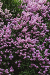 Obraz premium Fluffy, blooming lilac. Beautiful floral background. Large clusters of lilacs.