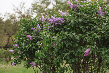 Obraz premium Fluffy, blooming lilac. Beautiful floral background. Large clusters of lilacs.