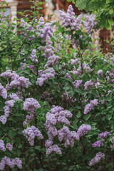 Fluffy, blooming lilac. Beautiful floral background. Large clusters of lilacs.