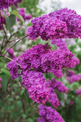 Fluffy, blooming lilac. Beautiful floral background. Large clusters of lilacs.