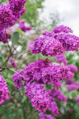 Obraz premium Fluffy, blooming lilac. Beautiful floral background. Large clusters of lilacs.
