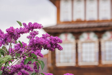 Beautiful, fluffy lilac on the background of the palace of Tsar Alexei Mikhailovich in Kolomenskoye. Russia, Moscow, May 2023