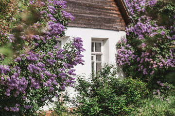 Fluffy, blooming lilac at the old house. Beautiful floral background. Large clusters of lilac. Kolomenskoye Park. Russia, Moscow, May 2023