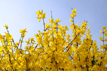 Branch with yellow flowers of Forsythia intermedia, or border forsythia across blue flowers, Spring floral background. 