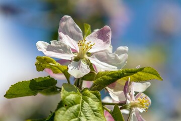 flower of apple tree in latin Malus Domestica
