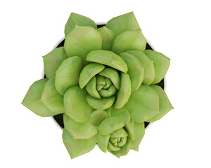 Green succulent on top view isolated on transparent background, flat lay, 3d render illustration.