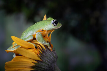 Java Flying frogs (Rhacophorus reinwardtii) perched on sunflower.