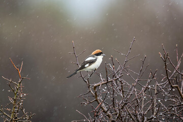 a beautiful bird - a red-headed shrike sits on a branch under the falling snow on a beautiful brown background