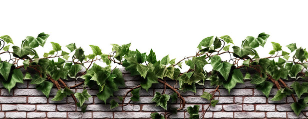 A wall with ivy isolated on transparent background - Generative AI - obrazy, fototapety, plakaty