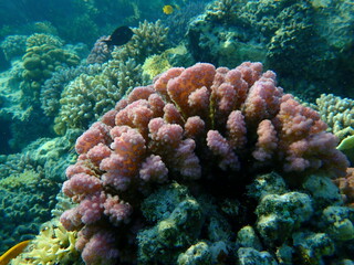 Naklejka na ściany i meble Stony coral rasp coral, or cauliflower coral, knob-horned coral (Pocillopora verrucosa) undersea, Red Sea, Egypt, Sharm El Sheikh, Nabq Bay