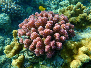 Fototapeta na wymiar Stony coral rasp coral, or cauliflower coral, knob-horned coral (Pocillopora verrucosa) undersea, Red Sea, Egypt, Sharm El Sheikh, Nabq Bay