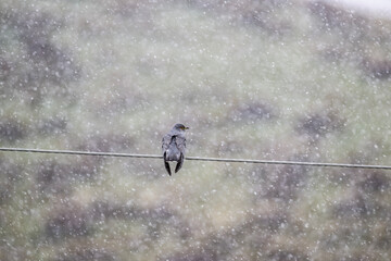 cuckoo sits on a wire against the background of falling snow on a spring day