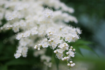 ホザキナナカマド