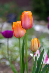 Red-orange tulips with large buds grow in the garden