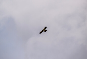 a beautiful steppe buzzard predator soars beautifully in the sky looking for prey