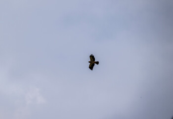 a beautiful steppe buzzard predator soars beautifully in the sky looking for prey