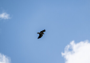 a beautiful steppe buzzard predator soars beautifully in the sky looking for prey