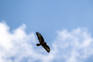 a beautiful steppe buzzard predator soars beautifully in the sky looking for prey