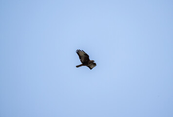 a beautiful steppe buzzard predator soars beautifully in the sky looking for prey