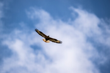a beautiful steppe buzzard predator soars beautifully in the sky looking for prey