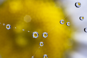 beautiful drops of water with a beautiful daisy reflected in the center
