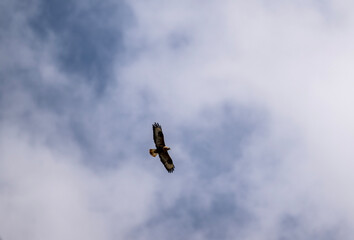 a beautiful steppe buzzard predator soars beautifully in the sky looking for prey