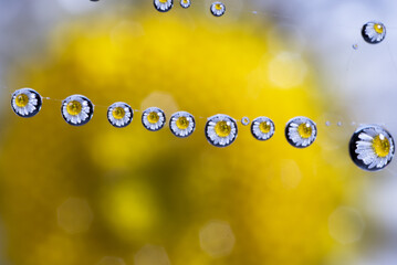 beautiful drops of water with a beautiful daisy reflected in the center
