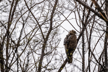 beautiful steppe buzzard predator sits on a tree branch and looks out for prey