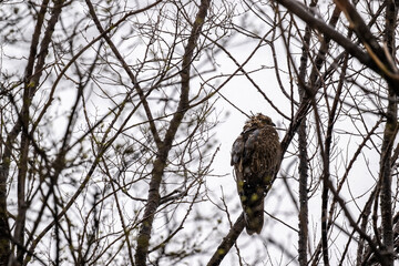 beautiful steppe buzzard predator sits on a tree branch and looks out for prey