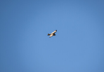 a beautiful steppe buzzard predator soars beautifully in the sky looking for prey