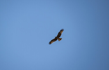 a beautiful steppe buzzard predator soars beautifully in the sky looking for prey