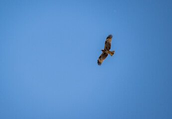 a beautiful steppe buzzard predator soars beautifully in the sky looking for prey