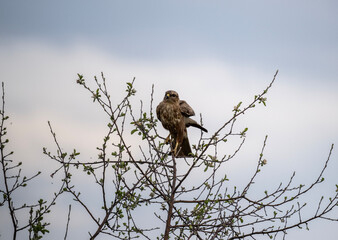 beautiful steppe buzzard predator sits on a tree branch and looks out for prey