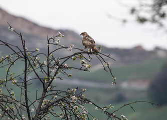 beautiful steppe buzzard predator sits on a tree branch and looks out for prey