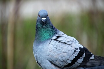 Majestic Pigeon Staring into the Camera - Captivating Wildlife Photography