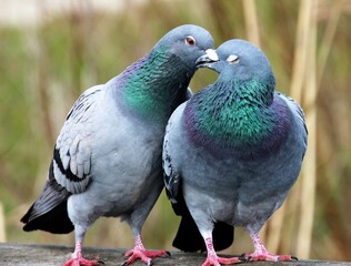 Endearing Pigeon Love - A Heartwarming Moment Captured in a Photograph
