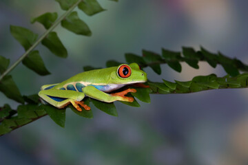 Red-eyed Tree Frog (Agalychnis callidryas).