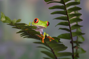 Red-eyed Tree Frog (Agalychnis callidryas) on leaves.