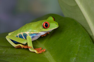 Red-eyed Tree Frog (Agalychnis callidryas) on a leaf.
