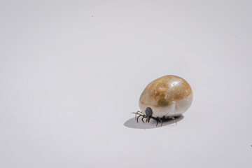 Engorged of blood tick against a white background